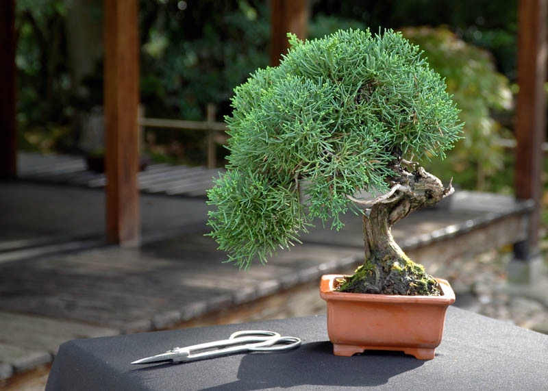 Japanese Juniper Bonsai