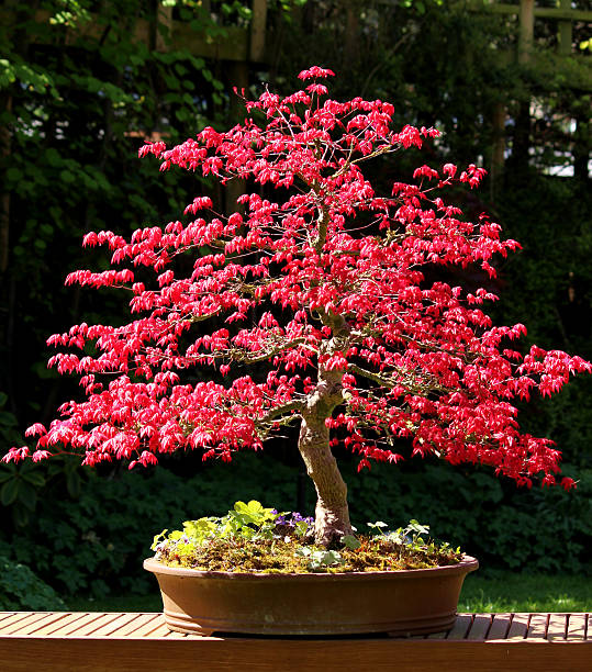 Japanese Maple Bonsai