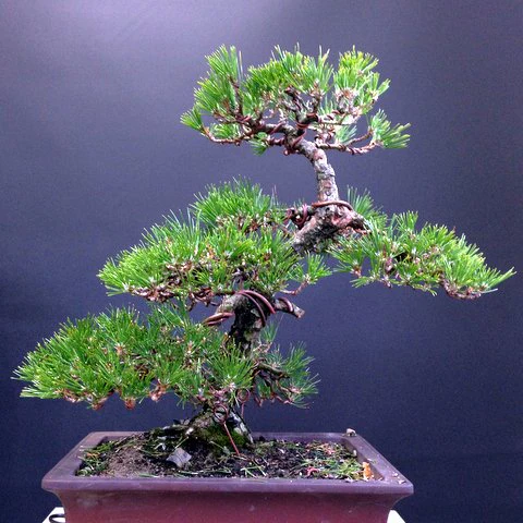 Pine Bonsai