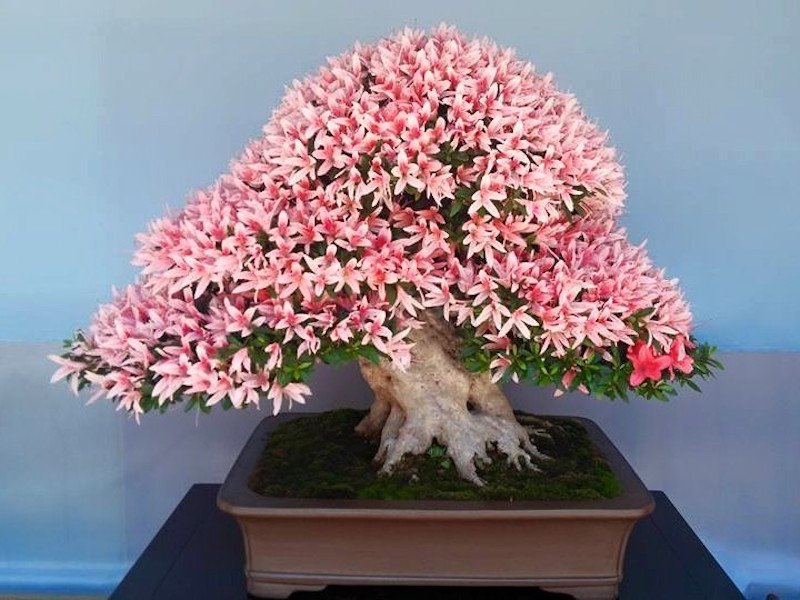 Azalea Bonsai