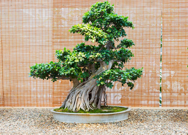 Ficus Bonsai
